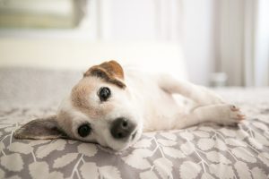 How the Loss of a Pet Inspired Me to Live Life to the Fullest
