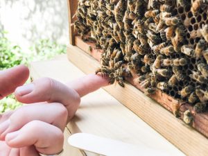 How I Overcame My Fear Of Bees: A Lesson In Observation
