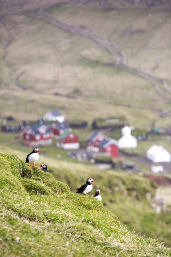 Faroe Island Puffins. Photo by Christine Chang. www.christinechangphoto.com